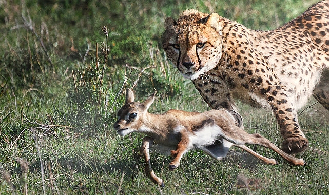 3 Kısımlık ‘Yırtıcılar ve Avları’ National Geographic WILD Ekranlarında Başlıyor!