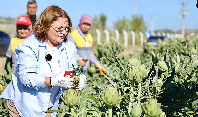 Didim Belediye Başkanı Hatice Gençay, Didim Belediyesi’ne ilişkin tarlada yetiştirilen enginarların hasadına katıldı