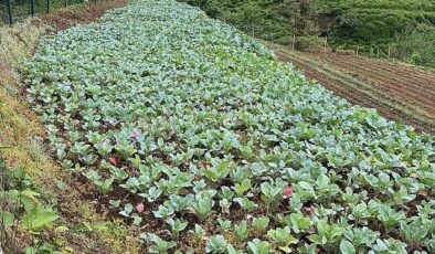 Karadeniz İktisadının Görünmeyen Kahramanları