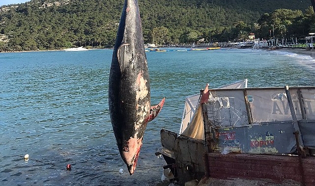 Kemer’de meyyit yunus balığı kıyıya vurdu