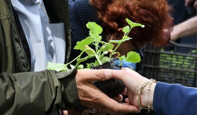 Lüleburgaz Belediyesinin serasında atalık tohumlardan elde ettiği 12 bin 500 adet zerzevat fidesi 14 Mayıs saat 12.00’da Kongre Meydanında vatandaşla paylaşılacak