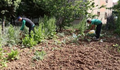 Sivrisinekler dingin sularda ürer