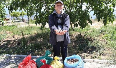 Çiftçinin cevizi çürümekten kurtuldu