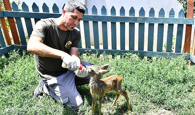 Doğal Ömür Parkı’nın sempatik konuğu biberonla besleniyor