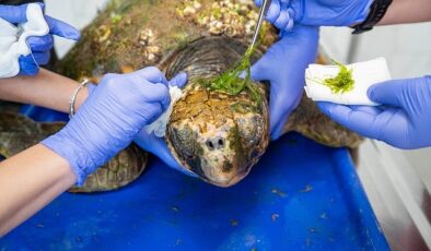 Körfez’deki yaralı Caretta caretta kurtarıldı