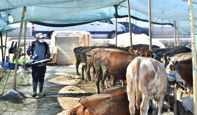 Kurban satış yerleri ilaçlanıyor Sinek ve haşerelere karşı aralıksız gayret