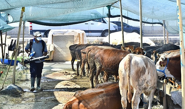 Kurban satış yerleri ilaçlanıyor Sinek ve haşerelere karşı aralıksız gayret