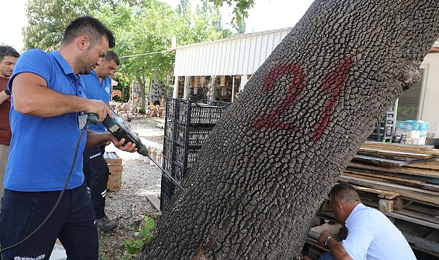 Muğla’da Birinci Kez Görülen Turunçgil Uzun Antenli Böceği ile Uğraş