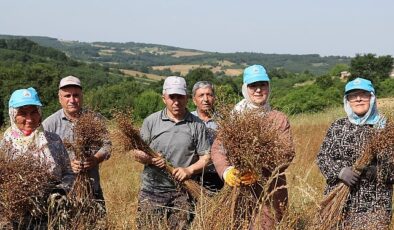 Tarım kenti Kandıra’da, Kandıra Belediyesi tarafından ziraî üretimi desteklemek maksadıyla sürdürülen çalışmalar aralıksız devam ediyor