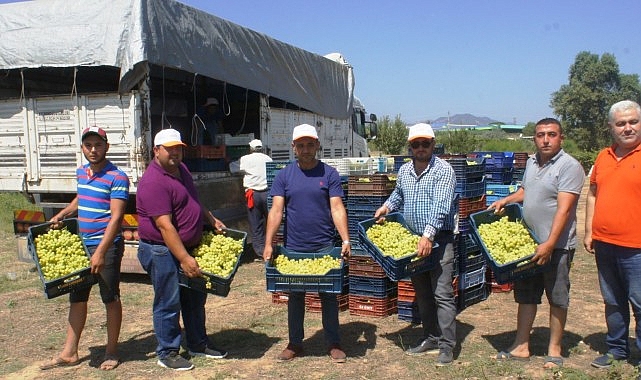 Superior Seedless çeşidi sofralık üzümün ihracat seyahati 11 Temmuz’da başladı